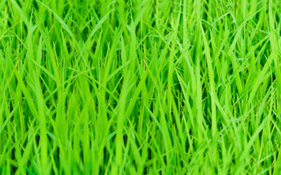 The Science of Turfgrass: Exploring the Essentials